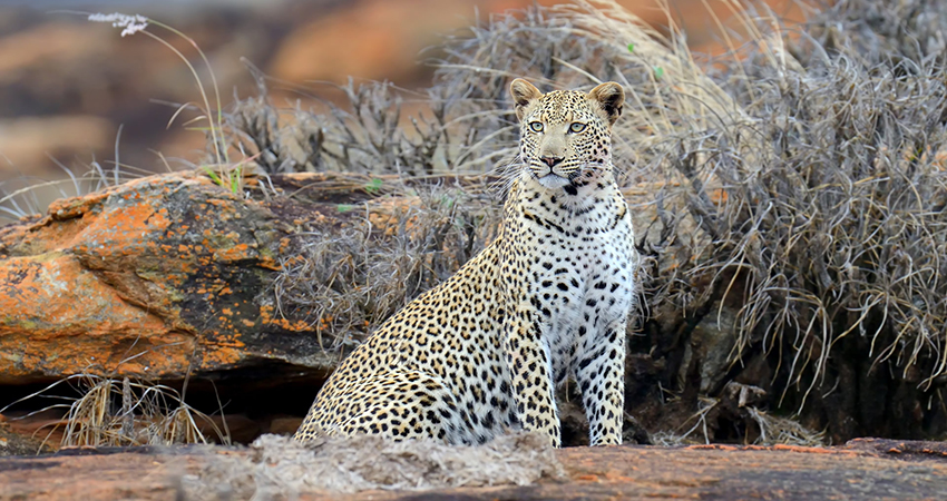 Tsavo West, East and Amboseli