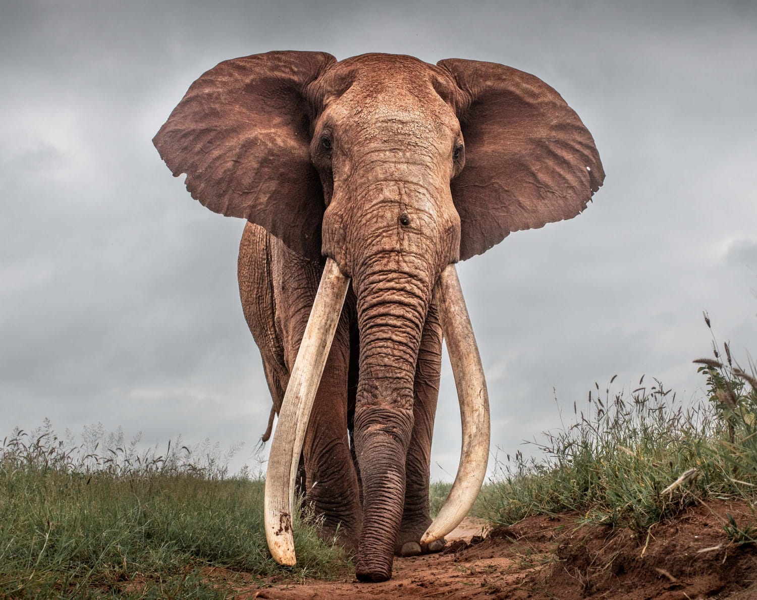 Serengeti Safari