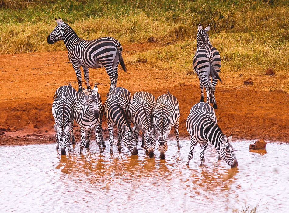 Tsavo East and West